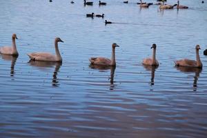 A close up of a Whooper Swan on the water photo