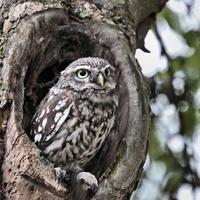 A view of a Little Owl in a tree photo