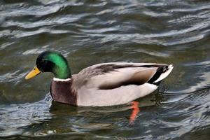 A close up of a Mallard Duck photo