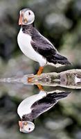 A close up of a Puffin on Farne Islands photo