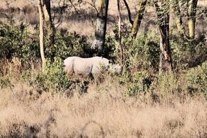 A close up of a Rhino photo