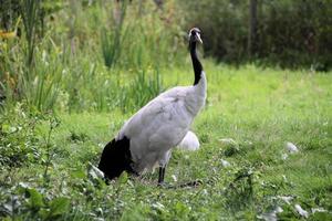 A close up of a Red Crowned Crane photo