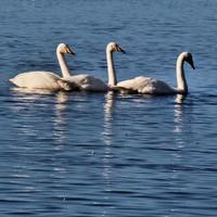 A close up of a Whooper Swan on the water photo