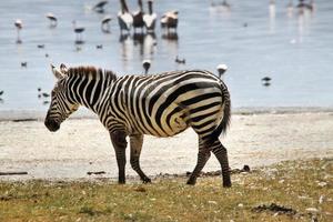 A close up of a Zebra photo