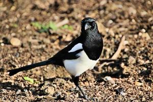 A close up of a Magpie photo