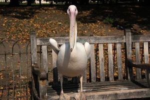 A view of a Pelican in London photo