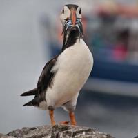 una vista de un frailecillo con anguilas de arena en las islas Farne foto