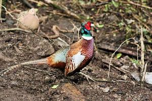 A close up of a Pheasant photo