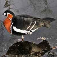 A view of a Red Breasted Goose photo