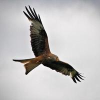 A close up of a Red Kite photo