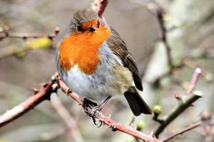 A close up of a Robin photo