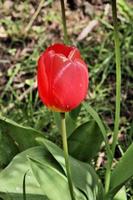 A close up of a Tulip photo