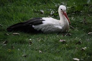 A close up of a White Stork photo