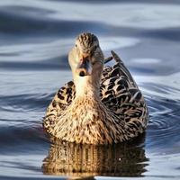 un primer plano de un pato real foto