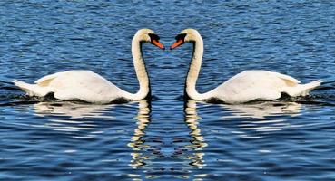 una vista de un cisne mudo reflejada foto