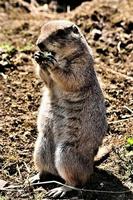 A view of a Prairie Dog photo