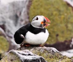 A close up of a Puffin on Farne Islands photo