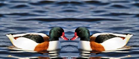 A close up of a Shelduck photo