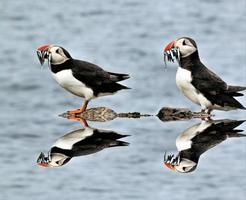 A view of a Puffin with Sand Eels on Farne Islands photo