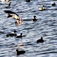 A close up of a Shelduck photo