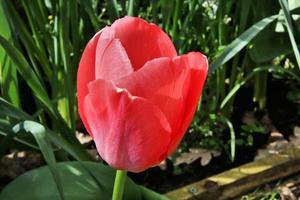 A close up of a Tulip photo