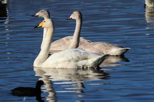 A close up of a Whooper Swan on the water photo