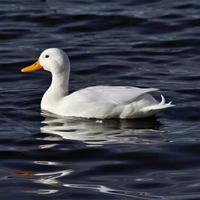 A close up of a White Duck photo