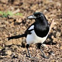 A close up of a Magpie photo