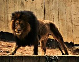 un primer plano de un león africano foto