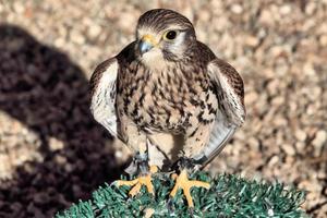 A close up of a Kestrel photo