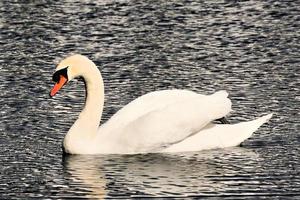 A view of a Mute Swan photo