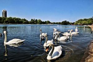 una vista de un cisne mudo foto