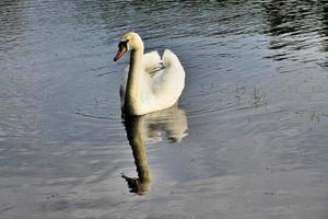 A view of a Mute Swan photo