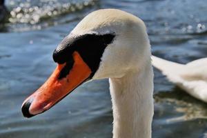 A view of a Mute Swan photo