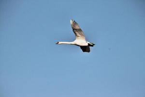 A view of a Mute Swan photo