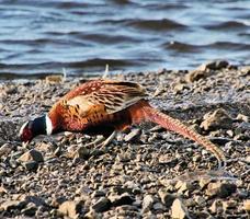 A close up of a Pheasant photo