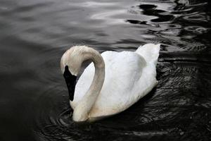 A close up of a Trumpeter Swan on the water photo