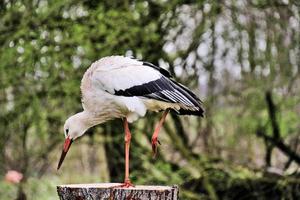 A close up of a White Stork photo