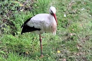 A close up of a White Stork photo