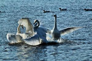 A close up of a Whooper Swan on the water photo