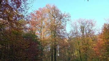 vista in una bellissima foresta autunnale colorata video