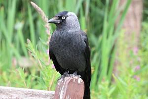 A close up of a Jackdaw photo