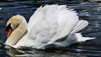 A close up of a Mute Swan photo