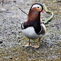 A close up of a Mandarin Duck photo