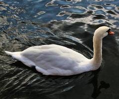 A close up of a Mute Swan photo