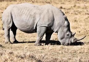 un primer plano de un rinoceronte foto