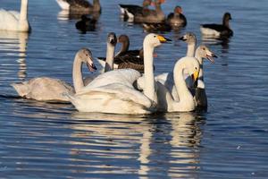 A close up of a Whooper Swan on the water photo