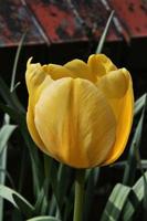 A close up of a Tulip photo
