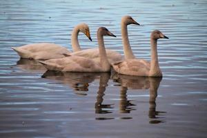 A close up of a Whooper Swan on the water photo