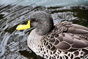 A close up of a Yellow Billed Duck photo